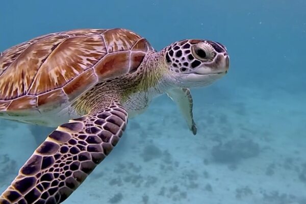 Ocean Activities Playa del Carmen