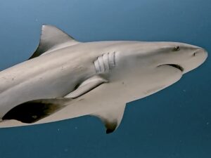 Ocean Activities Playa del Carmen