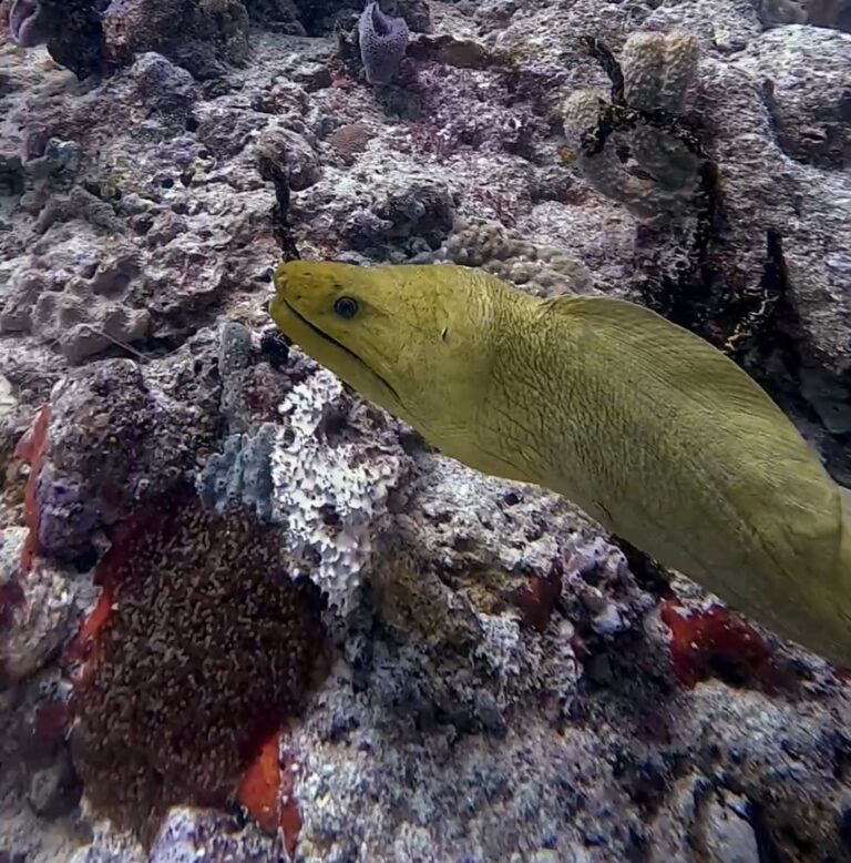 Ocean Activities Playa del Carmen