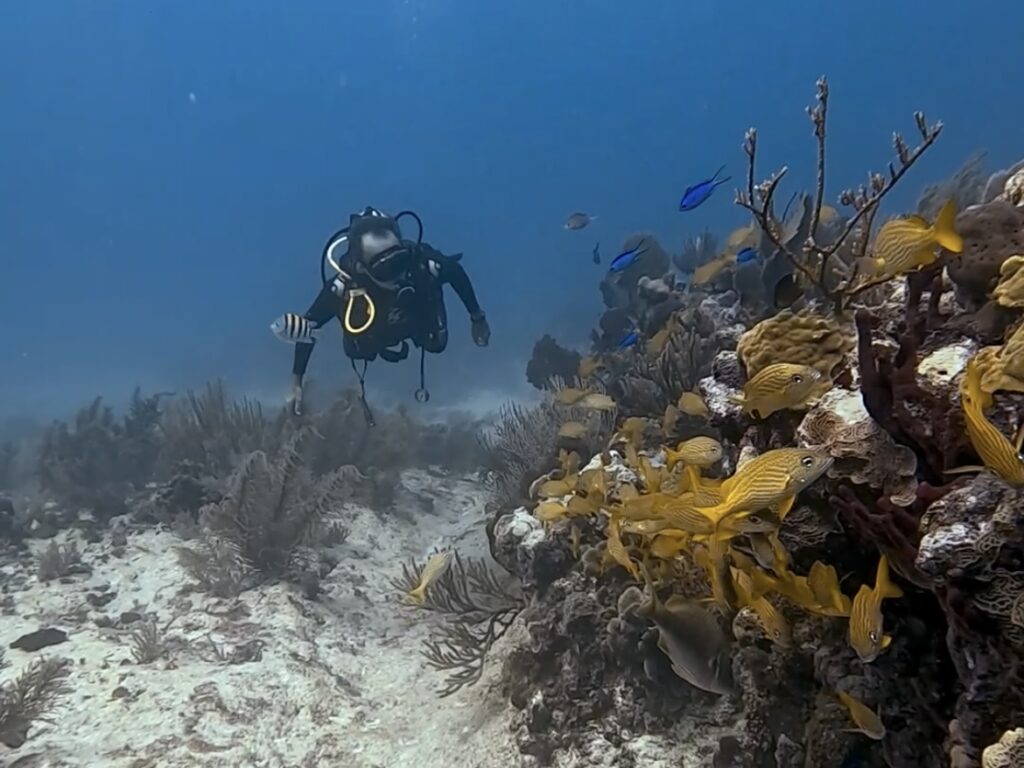 Ocean Activities Playa del Carmen