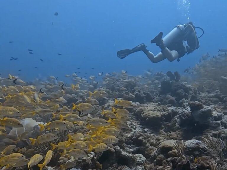 Ocean Activities Playa del Carmen