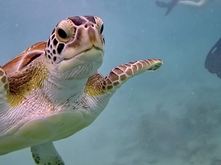 Ocean Activities Playa del Carmen