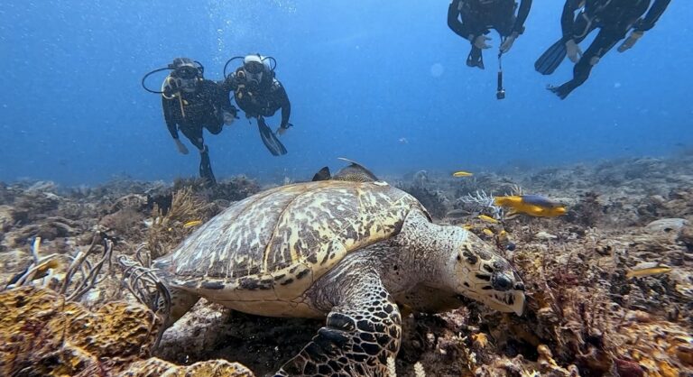 Ocean Playa del Carmen