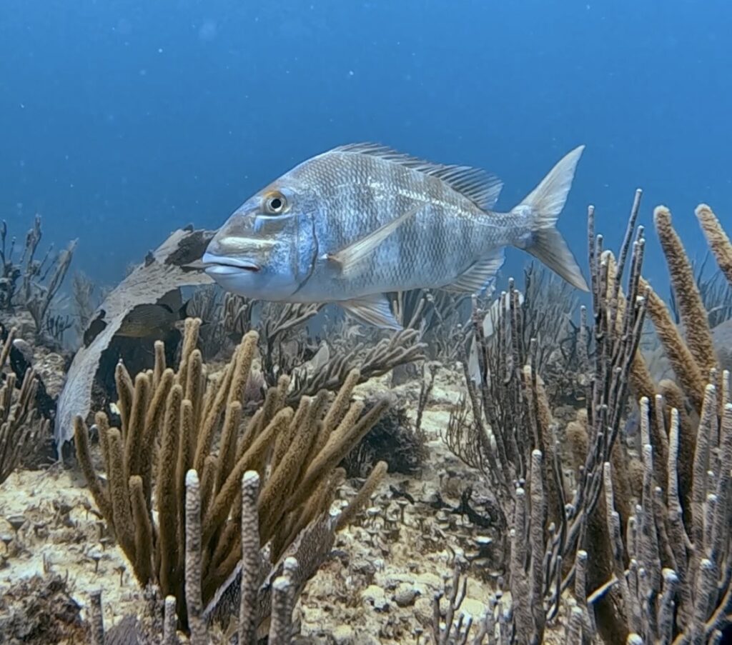 Ocean Playa del Carmen