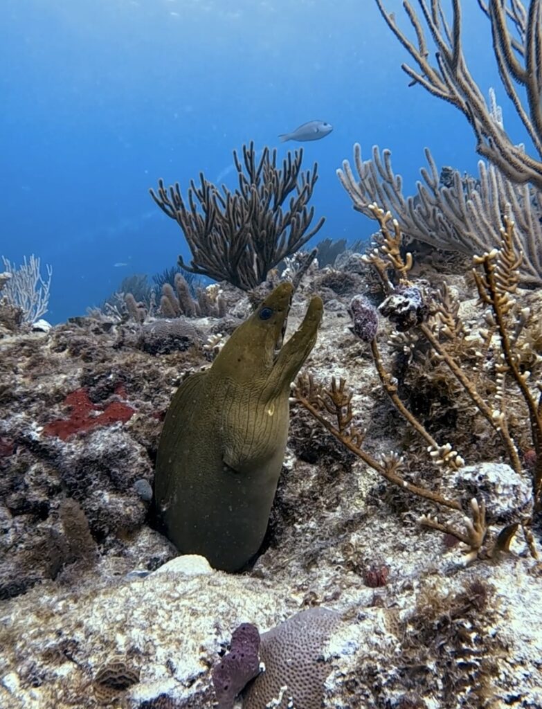 Ocean Playa del Carmen