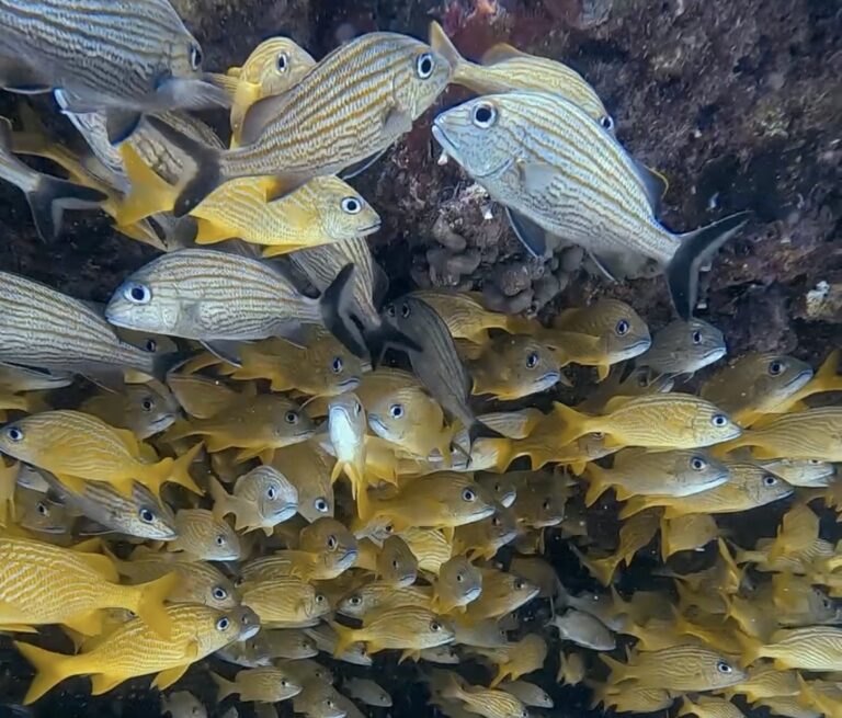 Diving Playa del Carmen