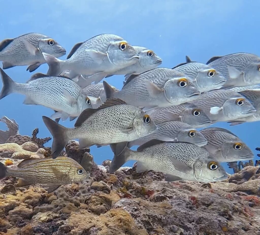 Diving Playa del Carmen