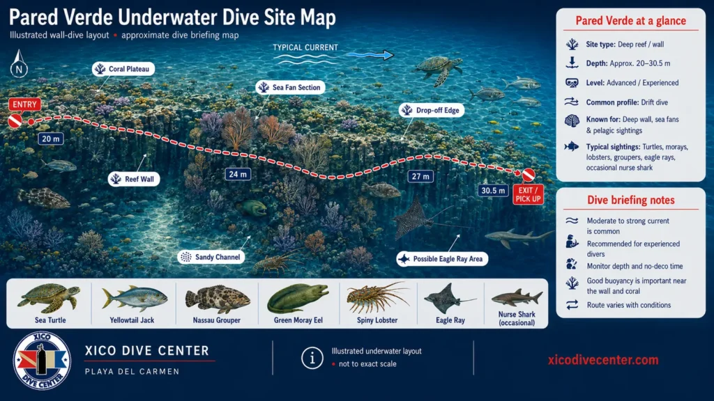 Pared Verde underwater dive site map in Playa del Carmen showing deep reef wall, coral plateau, drop-off edge, drift route and marine life