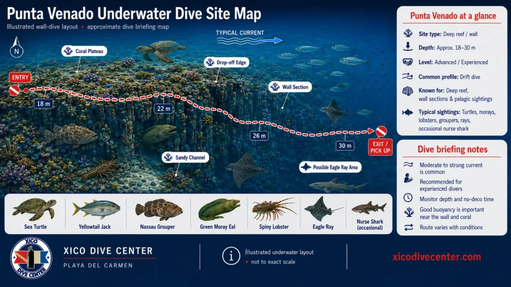 Punta Venado underwater dive site map in Playa del Carmen showing deep reef wall, coral plateau, drop-off edge, drift route, depth markers and marine life